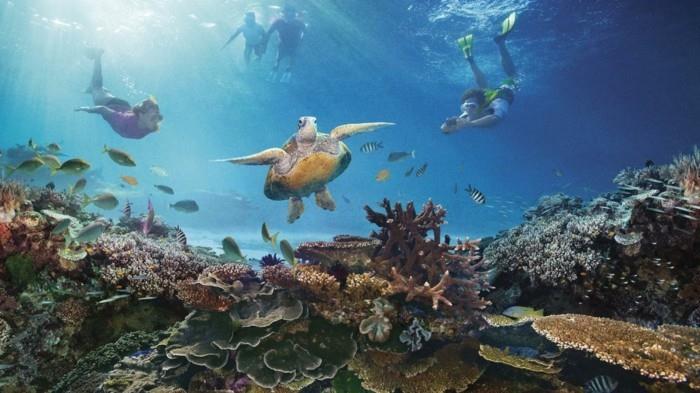 Great-Barrier-Reef-fish-dive-to-do-before-you-die-list