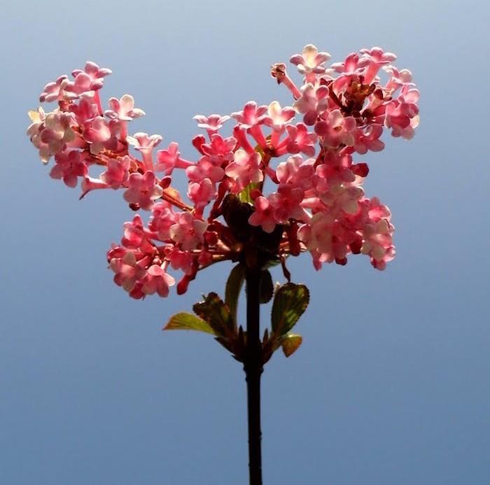 viburnum-x-bodnantense-viburnum-rosa-vinterblommor