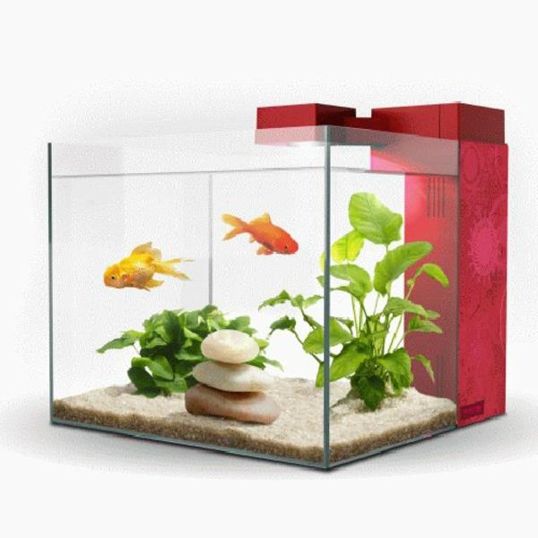 akvarium-design-enkel-gul-fisk