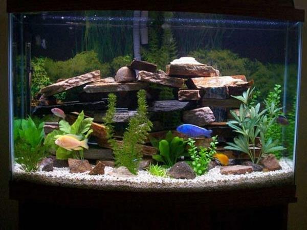 akvarium-design-enkel-fisk