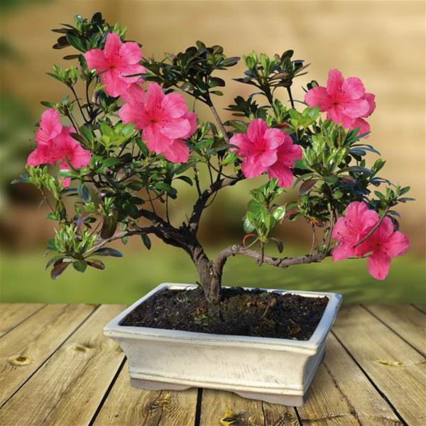 bonsai-rododendron-kvety