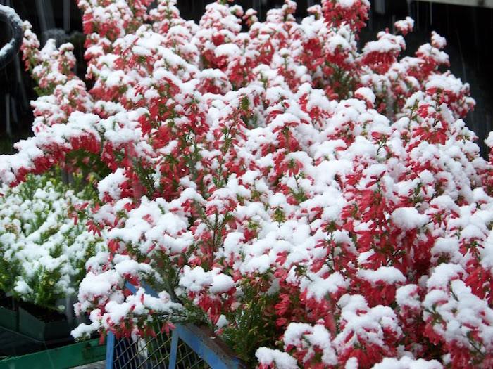 ljung-erica-vinter-blommor-växtresistenta-perenner