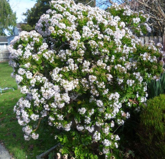 Jade träd eller Crassula Ovata-blomma-vinter-blommande