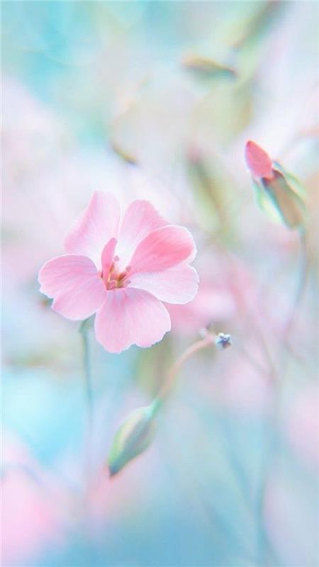 pastell rosa ton blomma tapeter på utspädd blå och rosa bakgrund