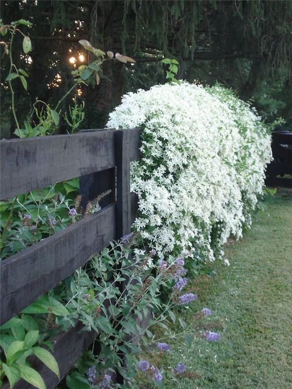 blomma-häck-vinter-blommor-höst-snö-klematis-armandii