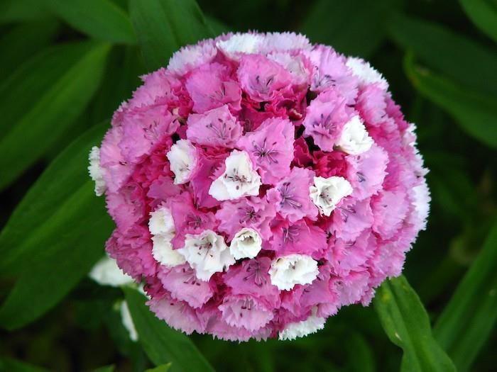 nejlikor-vinter-blommor-höst-dianthus-barbatus