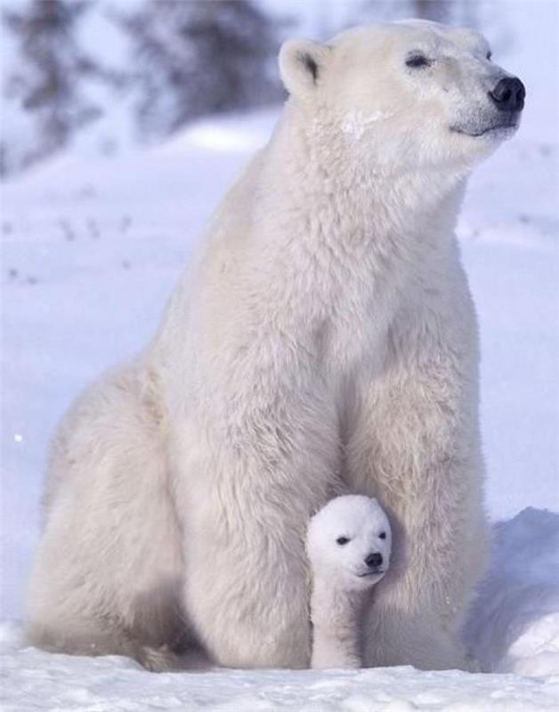 polar-bear-polar-bears-photos