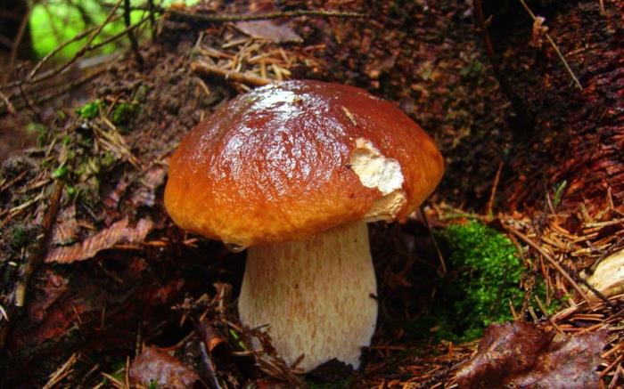 höstlandskap, brun svamp i den fuktiga skogen, mark- och tallnålar